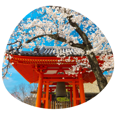 Japanese temples and blossom tree